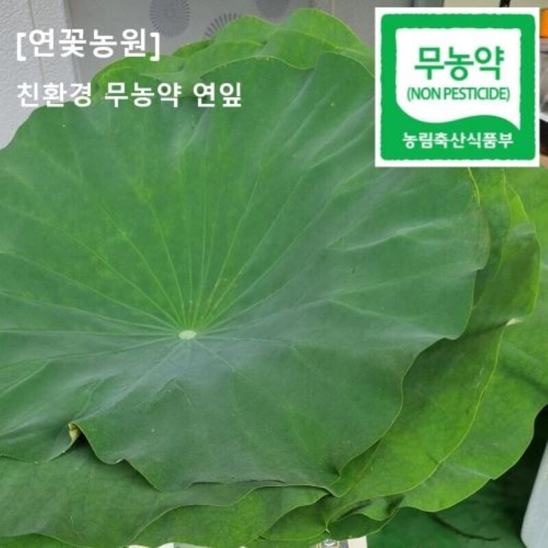 연꽃농원 친환경 무농약 연잎 1kg / 진공,냉동 / 청정지역 양양