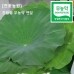 썸네일(스크롤)