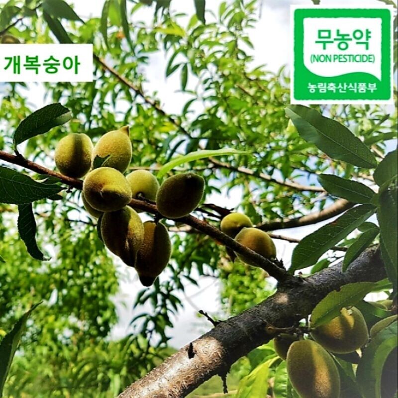 양양몰, 연꽃농원 친환경 무농약 세척 개복숭아 5kg,10kg