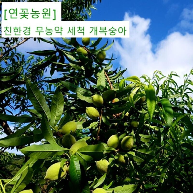 양양몰, 연꽃농원 친환경 무농약 세척 개복숭아 5kg,10kg