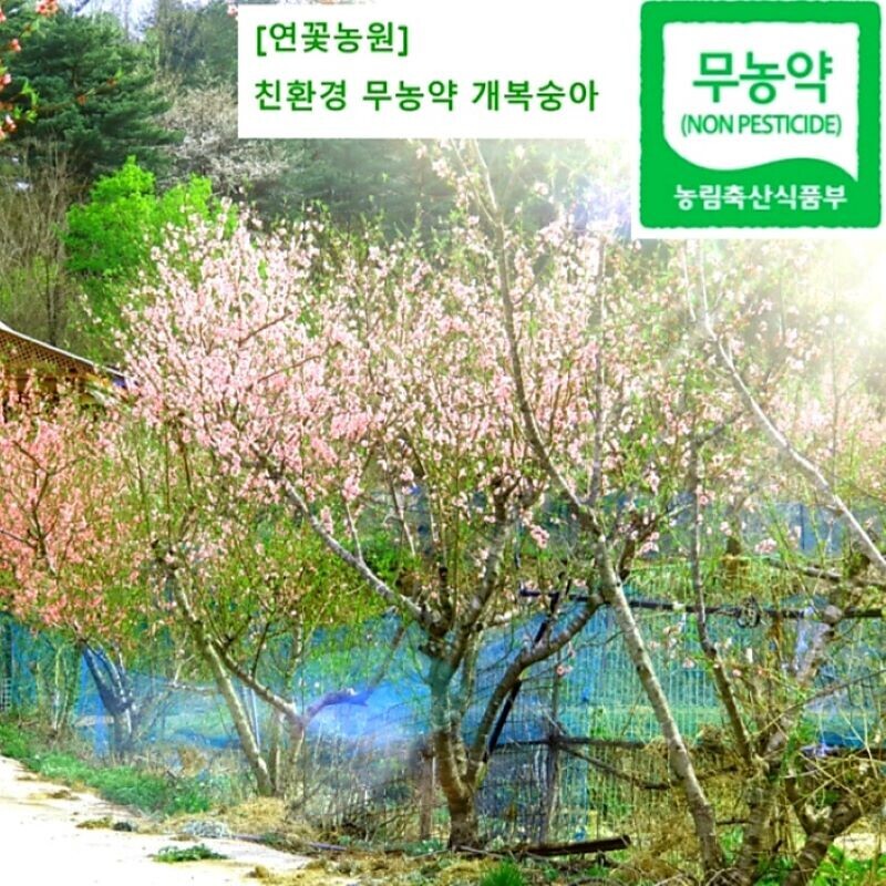 양양몰, 연꽃농원 친환경 무농약 세척 개복숭아 5kg,10kg