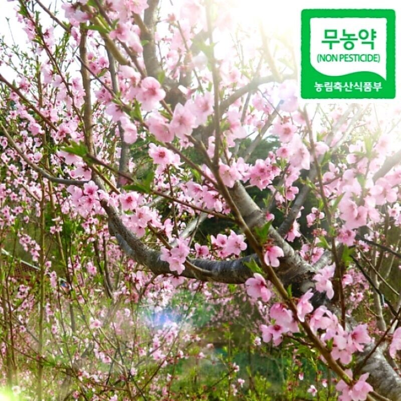 양양몰, 연꽃농원 친환경 무농약 세척 개복숭아 5kg,10kg